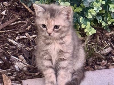 Female Tri-Colored Ragdoll/Persian/Siberian Mix Kitten