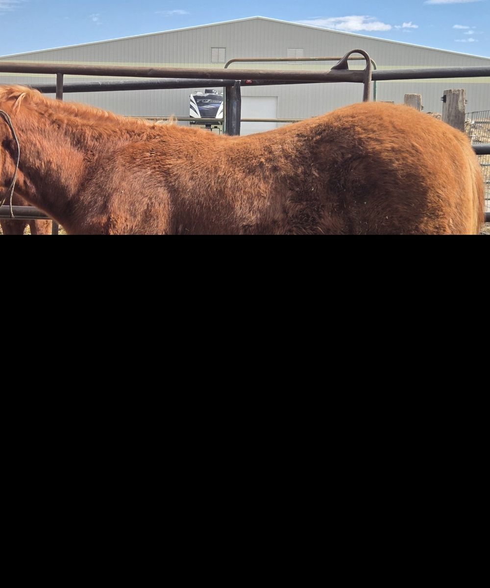 1 yr old sorrel AQHA colt