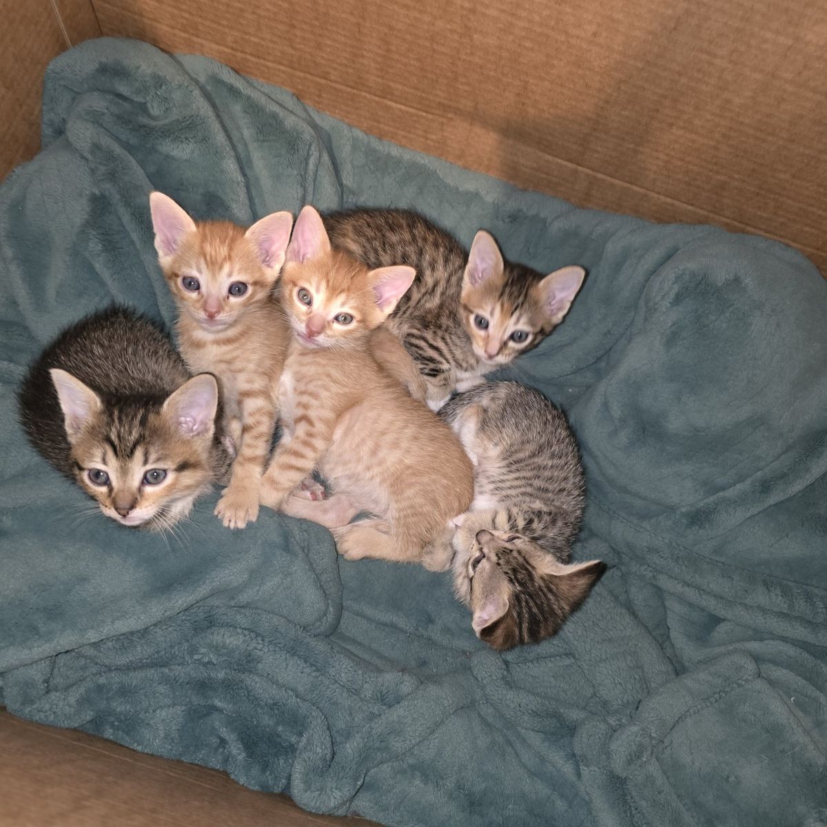 kittens!
