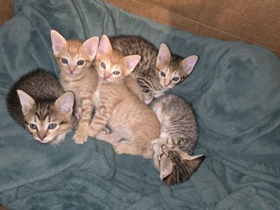 kittens!