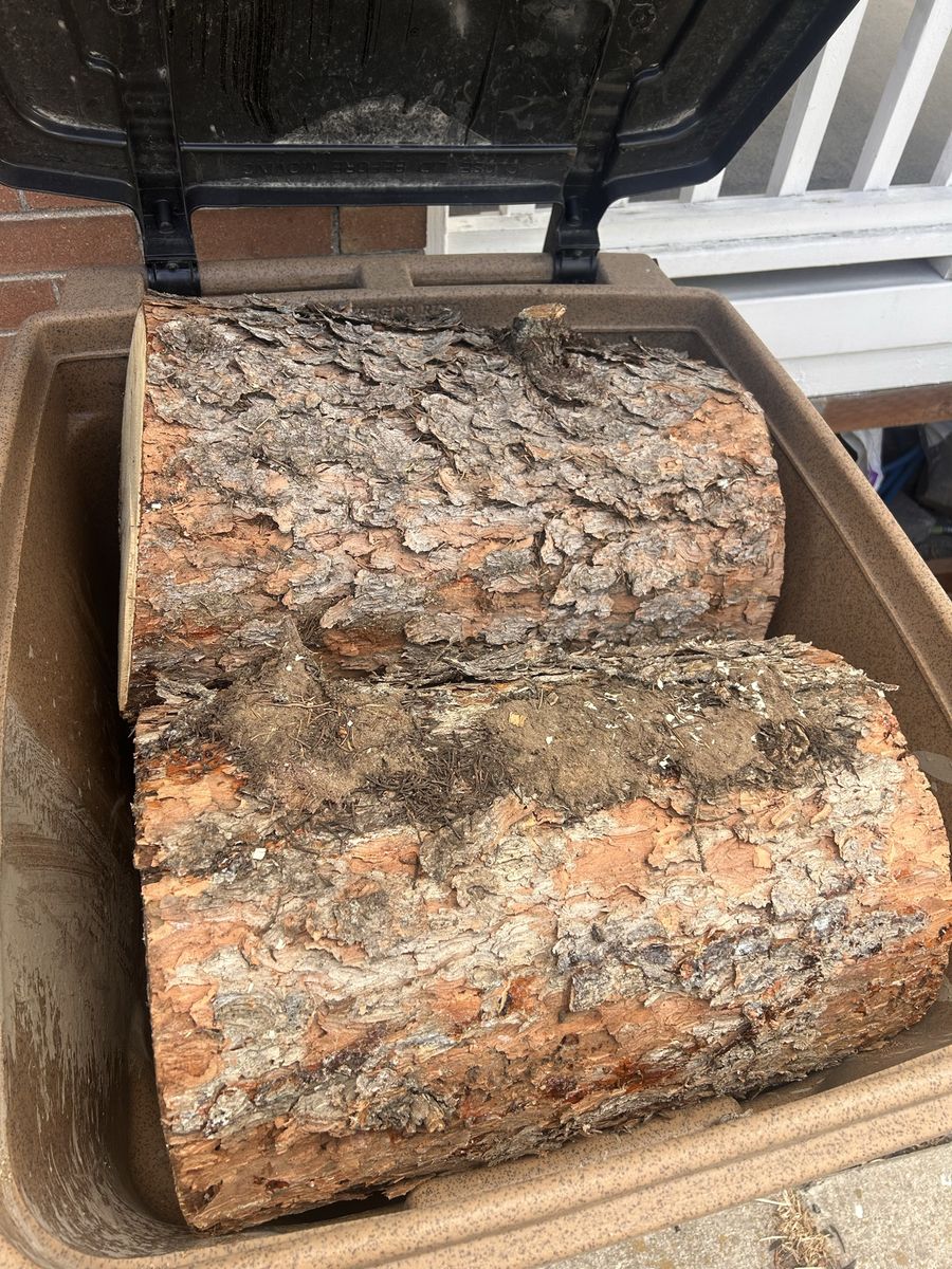 Free Wood or Firewood - Spruce
