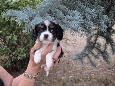 Cavalier King Charles Spaniel puppies