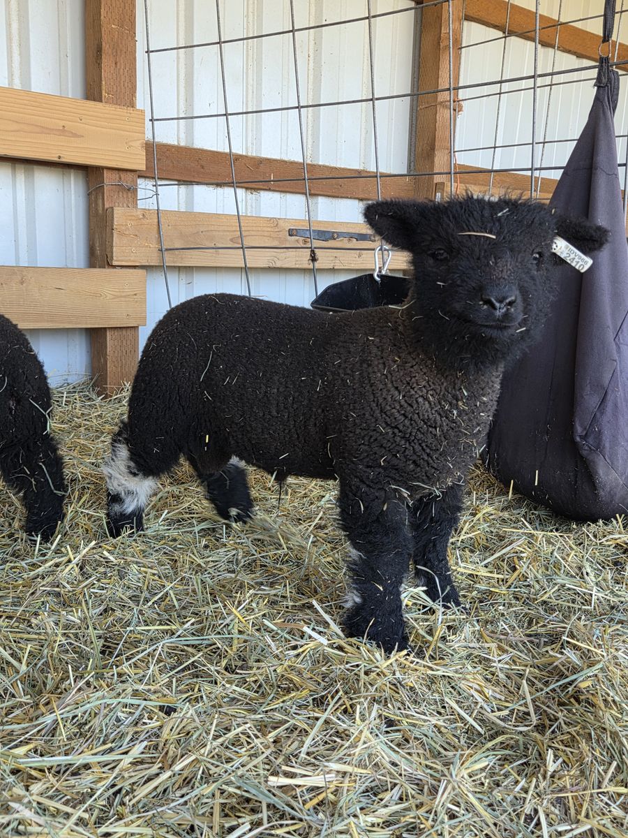 Spotted Babydoll Ram