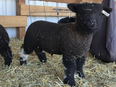 Spotted Babydoll Ram