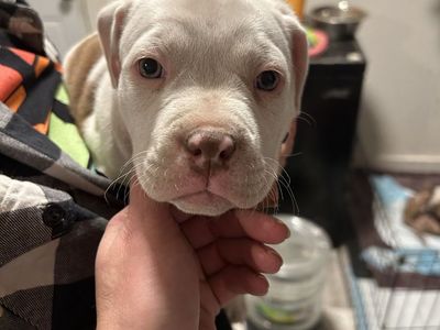 Purebred American Pit Bull Terrier Puppies
