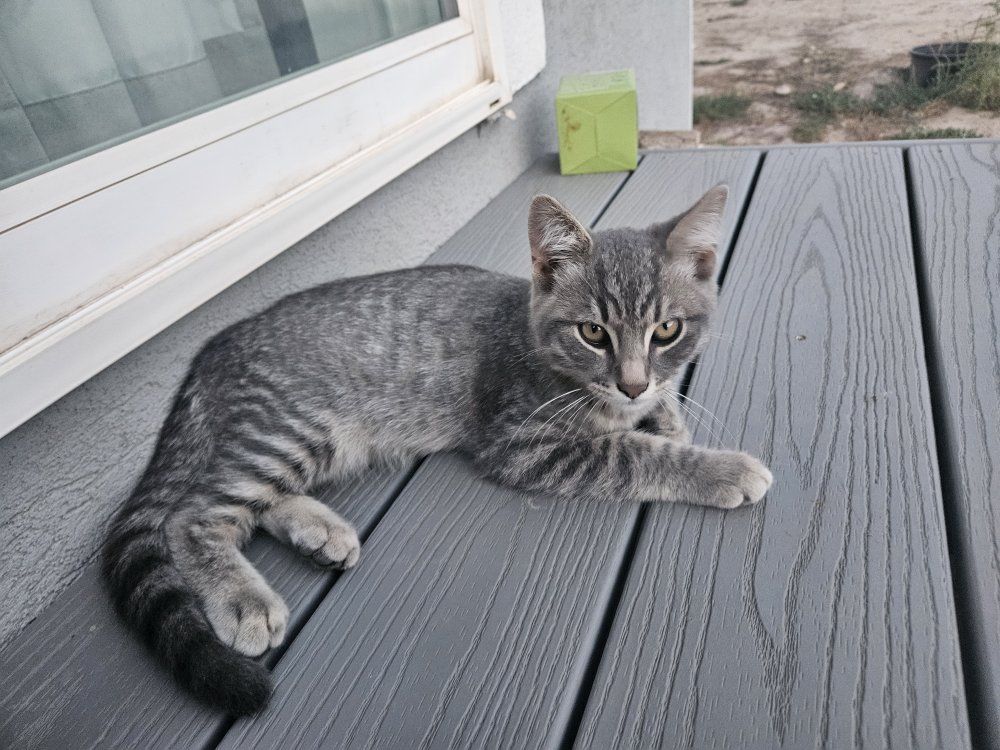 Grey Tabby Kitten