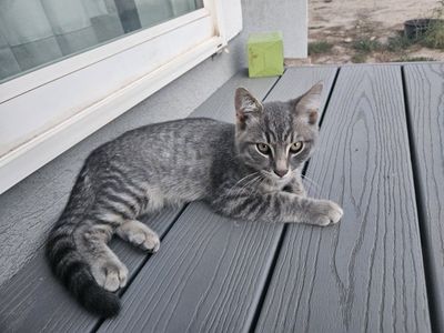 Grey Tabby Kitten