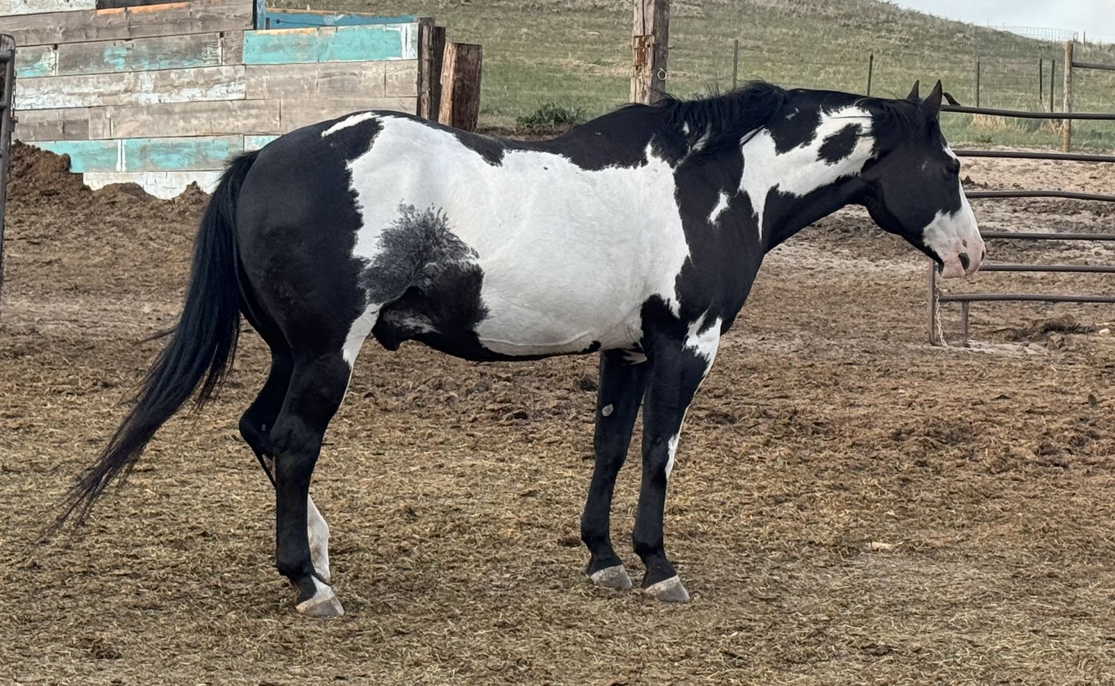 Black & White APHA Gelding