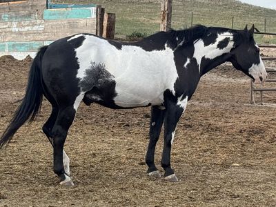 Black & White APHA Gelding