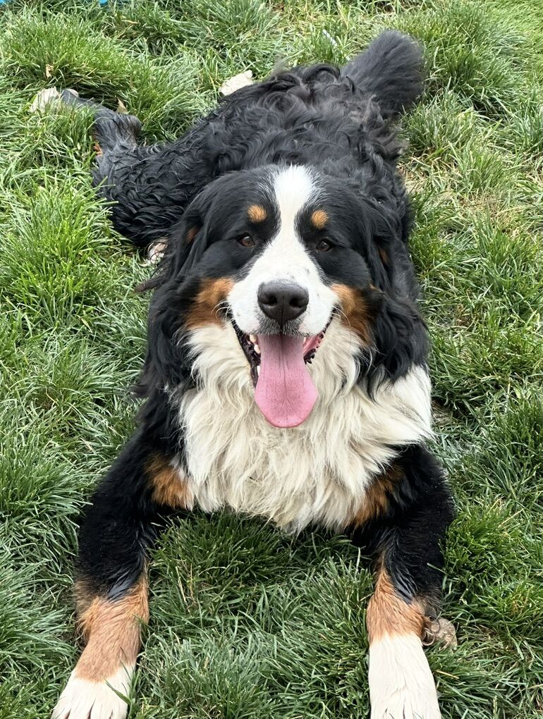 Akc Bernese Mountain Dog stud