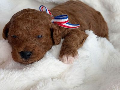 F1B Mini Goldendoodle Puppies with Tuxedo markings | Health-Tested Parents | Puppy Curriculum