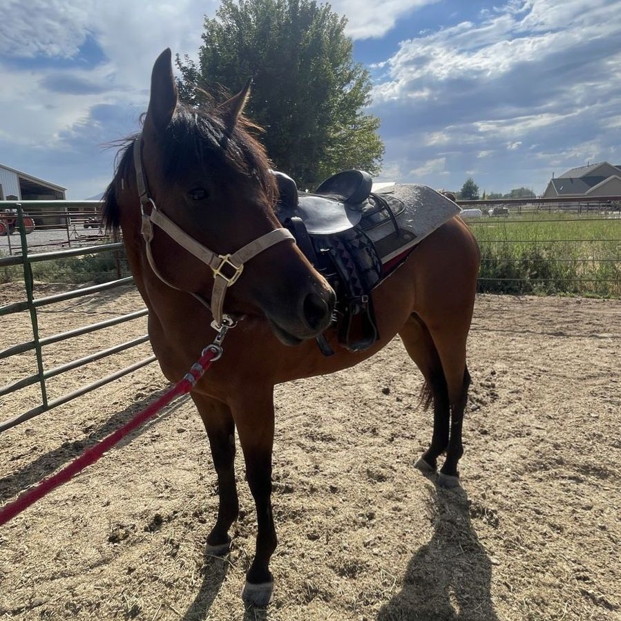 3 year old aqha mare