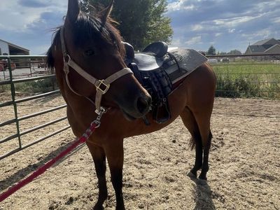 3 year old aqha mare