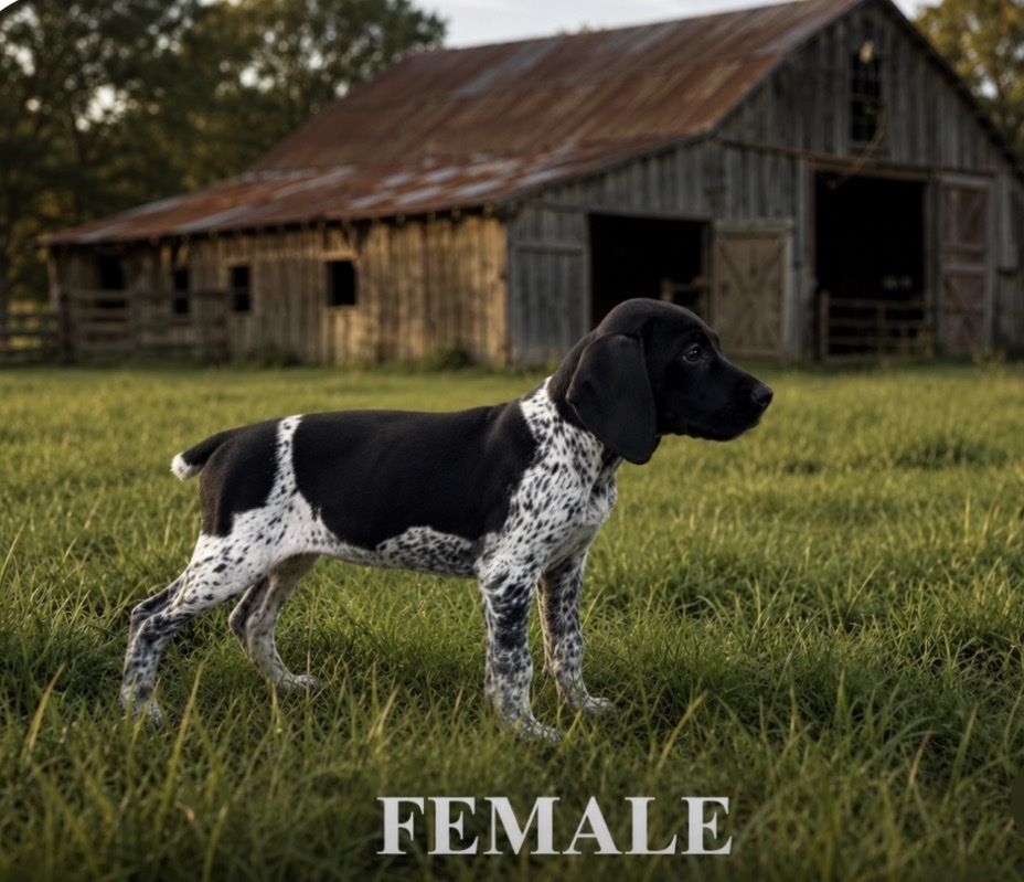 German Shorthair Pointer Puppies