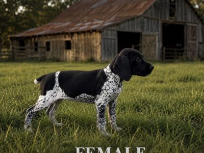 German Shorthair Pointer Puppies
