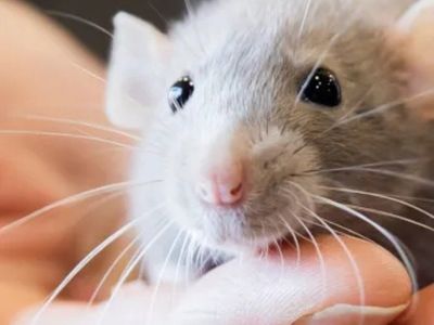 Pet Fancy Rats