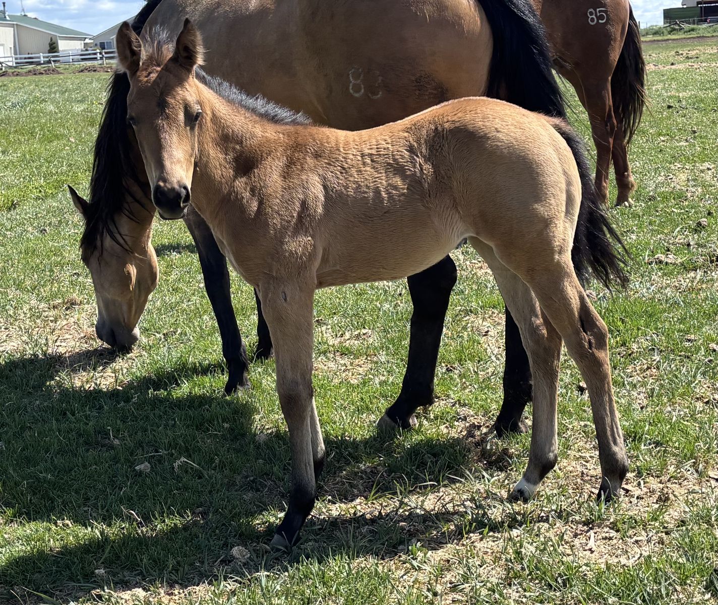 2026 Buckskin Filly "Winnie"