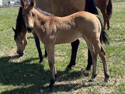 2026 Buckskin Filly "Winnie"