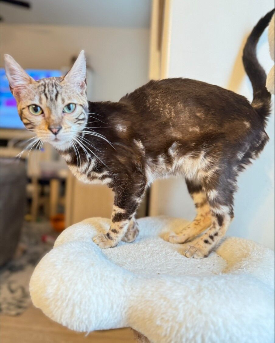 Super Sweet Affectionate Hypoallergenic Bengal Female • TICA Registered