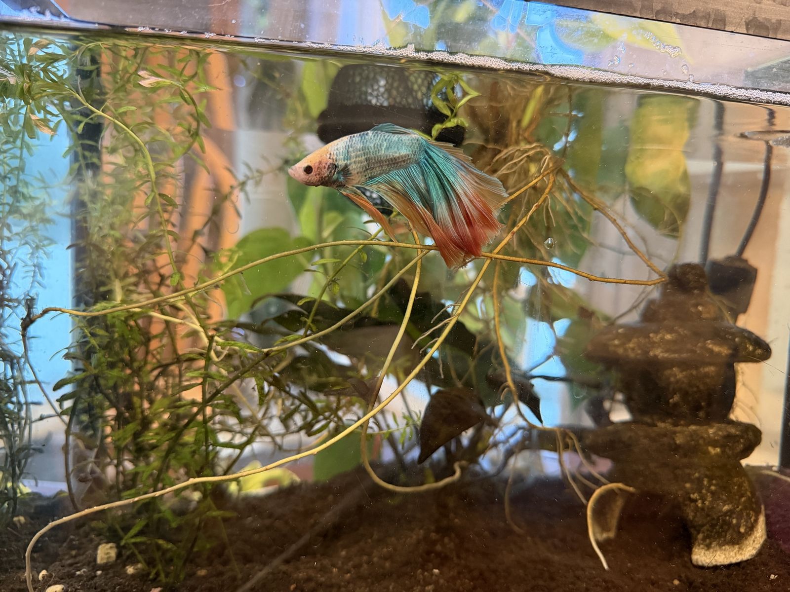 Beautiful Halfmoon Betta Fish - Vibrant Blue & Red Male. Comes with a gold Inca mystery snail and planted tank