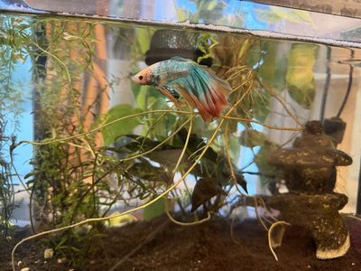 Beautiful Halfmoon Betta Fish - Vibrant Blue & Red Male. Comes with a gold Inca mystery snail and planted tank