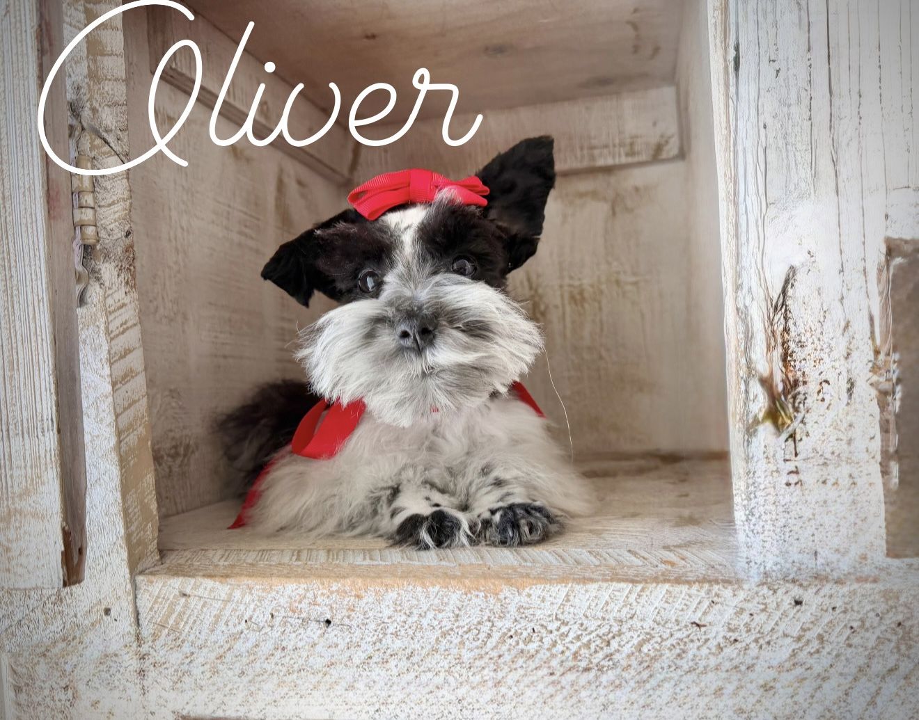 Teeny Teacup / Toy Schnauzer Puppies