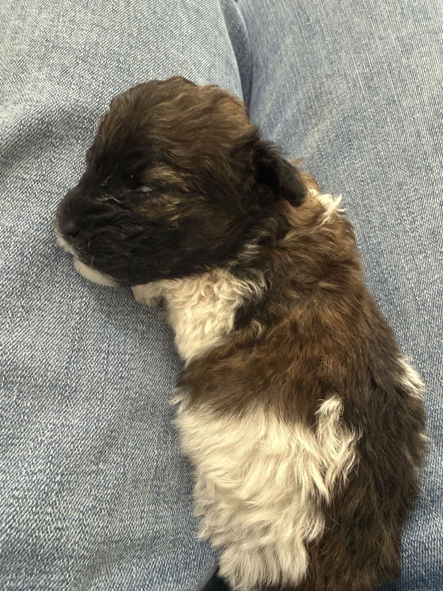 Shihpoo puppy for sale
