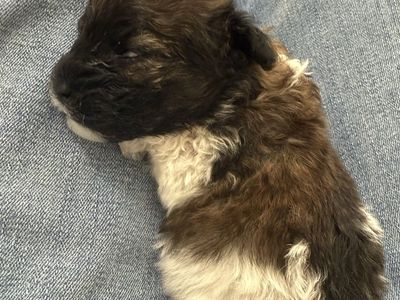 Shihpoo puppy for sale