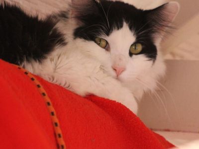 Hello my name is Papa Bear