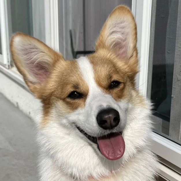 Female Pembroke Welsh Corgi