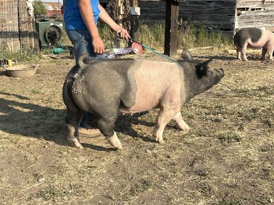 Pork
