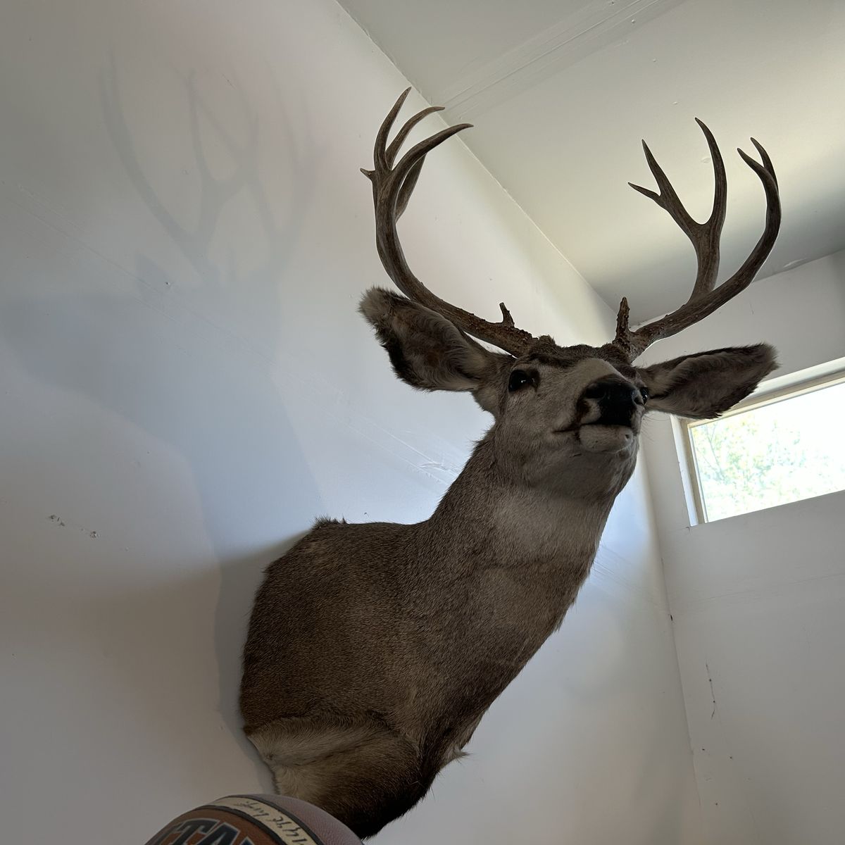 Mule Deer Mount