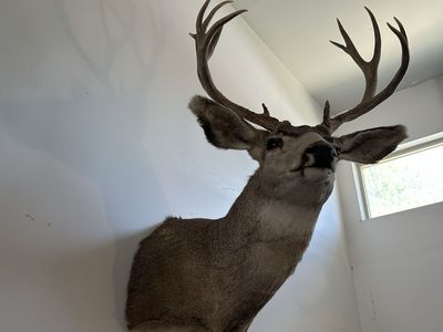 Mule Deer Mount