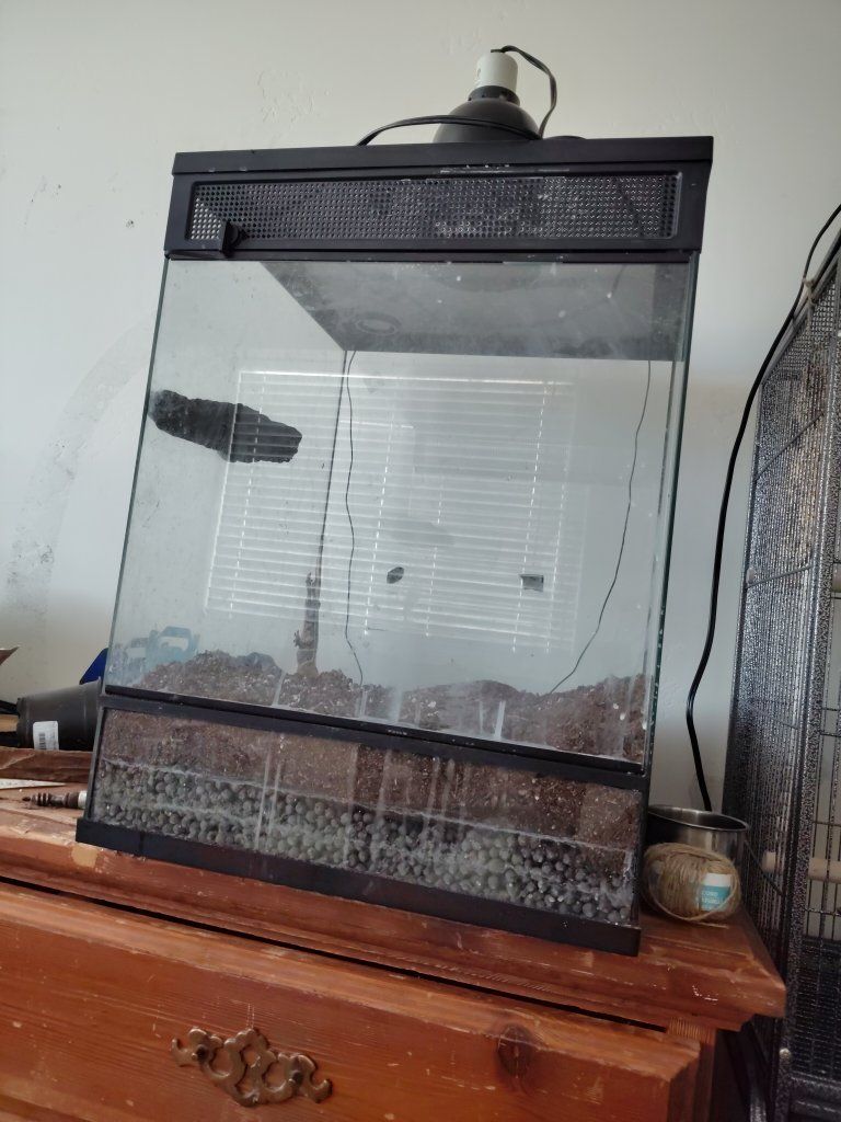 it has a pet gecko crested gecko 
Glass Reptile Terrarium Enclosure with Heat Lamp Fixture 