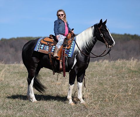 Black tobiano Paint Horse Gelding