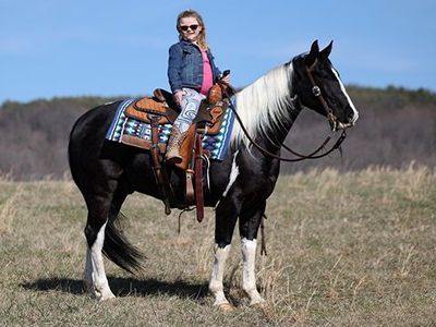 Black tobiano Paint Horse Gelding