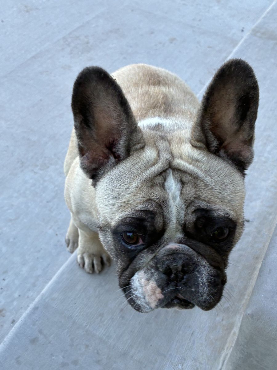 Frenchies
