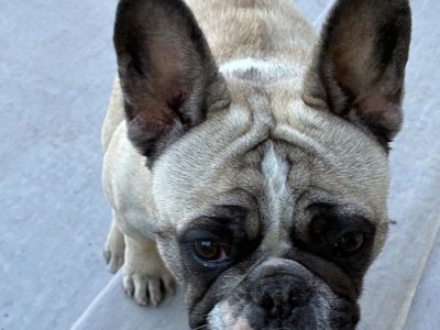 Frenchies