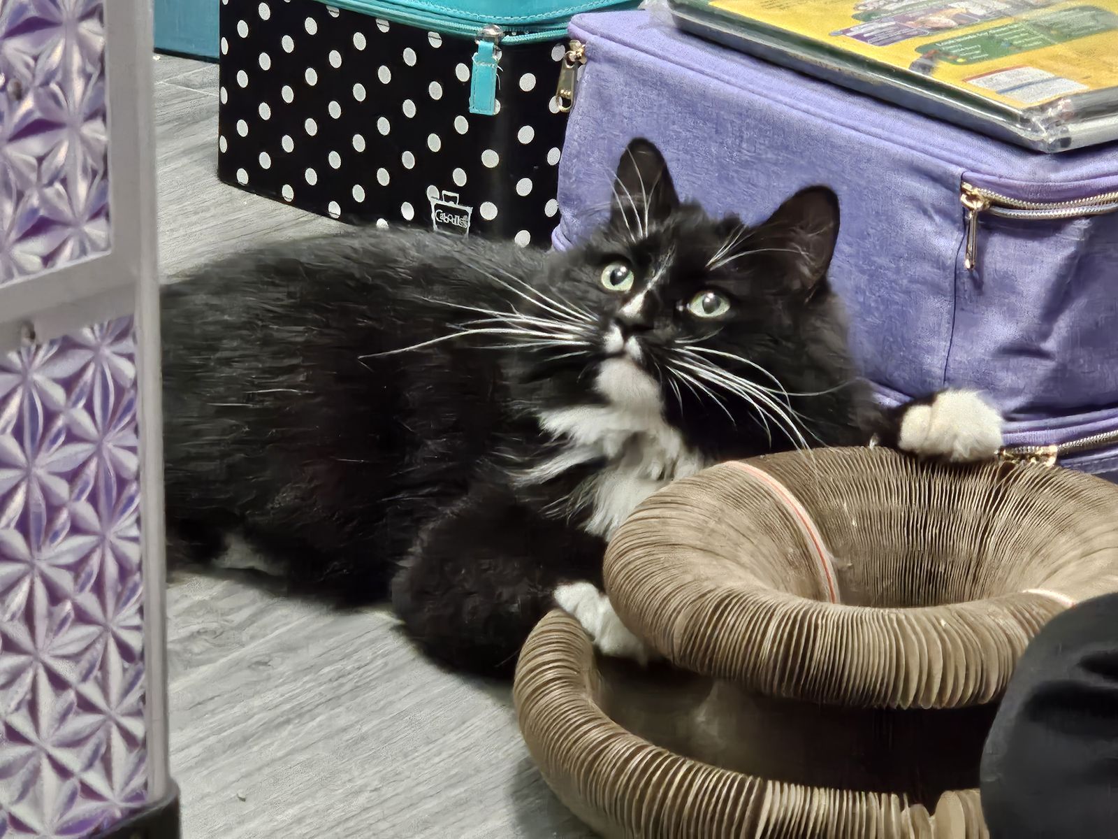 Lost Cat - Alto