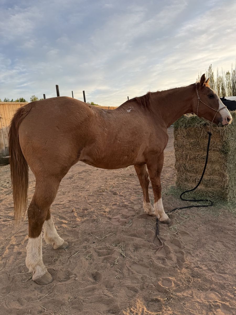 Old AQHA gelding