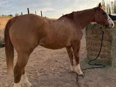 Old AQHA gelding