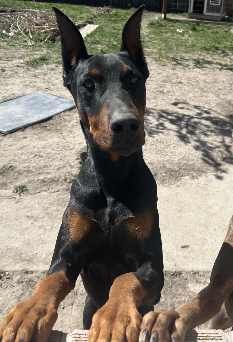 Doberman 