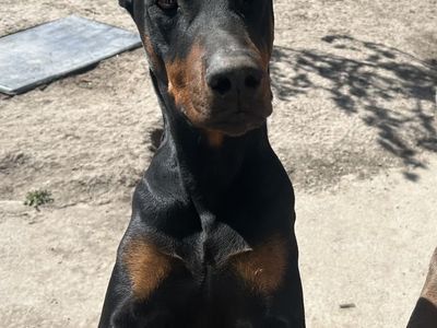 Doberman