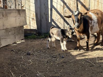 Nigerian dwarf babies goat