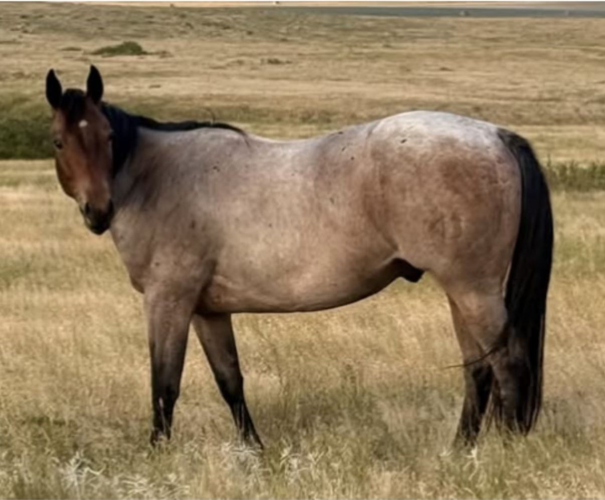 AQHA Registered Quarter Horse Gelding - Irish For Fame - Versatile & Bred for Performance