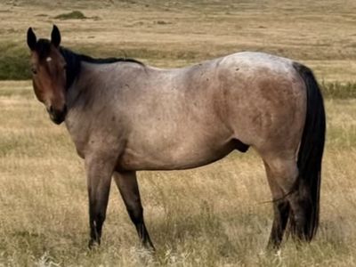 AQHA Registered Quarter Horse Gelding - Irish For Fame - Versatile & Bred for Performance