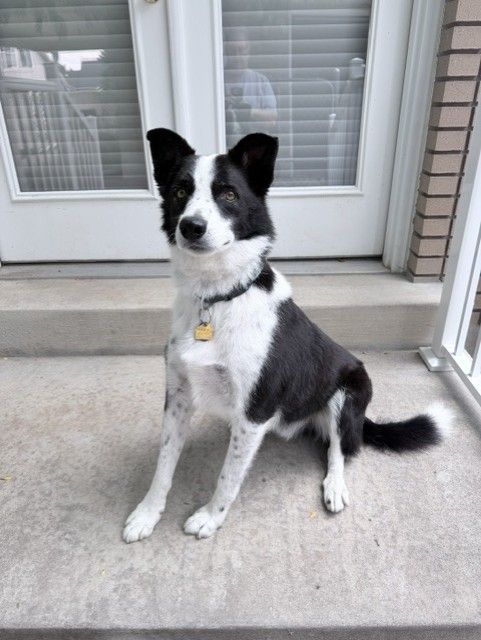 Border Collie