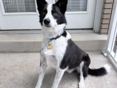 Border Collie