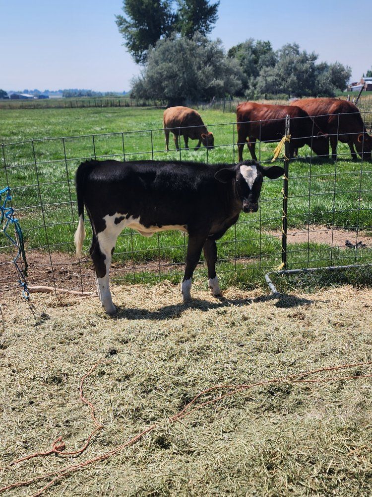 holstein brown swiss cross