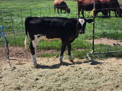 holstein brown swiss cross